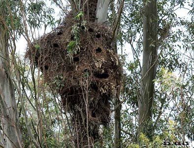 COTORRA (Myiopsitta monachus) - Nido comunitario en monte de eucaliptus