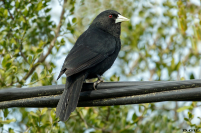 BOYERO NEGRO (Cacicus solitarius) - Las Brujas - CANELONES (Junio 2025)